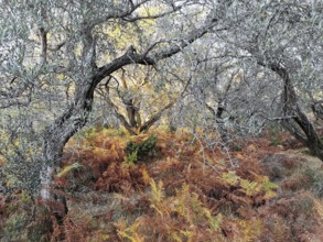 Autumn forest landscape with ferns and trees in warm colors, Dhermi, Albania