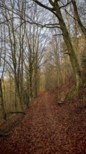 A quiet forest trail in autumn with leaves on the ground and bare trees on the sides, Frankenwald