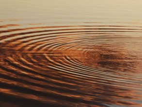 Circular waves on the water surface in warm orange light at sunset, Weissensee, Pankow, Berlin