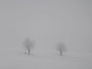 Two bare trees stand alone in a foggy and snowy landscape, Rennsteig, Frankenwald nature park Park,