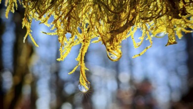 Close-up of sunlit moss with drops of water in the background of blurred trees, Rennsteig,
