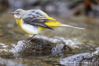 Grey wagtail (Motacilla cinerea) Germany