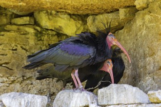 Northern Bald Ibis (Geronticus eremita) with young bird at the nest Captive Germany
