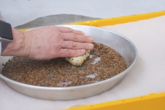 Hands press dough into a round dish with seeds for baking, bake rolls, Haselstaller Hof, Gechingen,