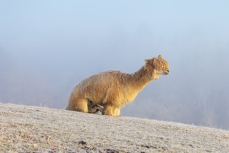 Alpaca (Vicugna pacos), white animal, adult animal, female animal, laying down, frost-covered