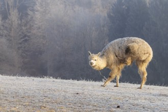 Alpaca (Vicugna pacos), white animal, adult animal, female animal, standing, scratching with hind