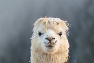 Alpaca (Vicugna pacos), frontal portrait, white animal, adult animal, female animal, winter, minus