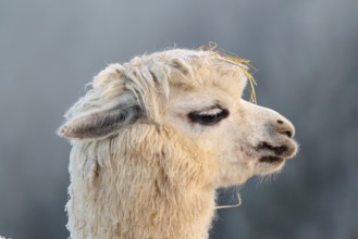 Alpaca (Vicugna pacos), side portrait, white animal, adult animal, female animal, winter, minus 15