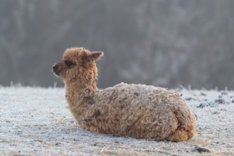 Alpaca (Vicugna pacos), brown, Young animal, lying, resting, frost-covered meadow, hilly terrain,