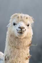 Alpaca (Vicugna pacos), frontal portrait, white animal, adult animal, female animal, winter, minus
