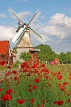 Poppy meadow, East Frisian windmill, historic mill, gallery Dutch, Hauptwieke, Warsingsfehn,