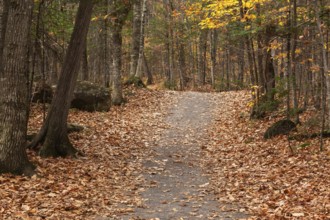 Compacted dirt hiking trail through forest of mixed deciduous and evergreen trees in autumn,