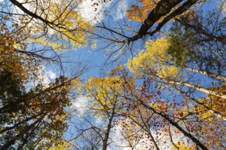 Low angle view of tall backlit semi silhouetted converging Betula - Birch and Acer - Maple trees in