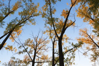 Low angle view of tall backlit silhouetted Populus deltoides - Eastern Cottonwood trees with green,