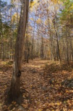 Hiking trail covered with fallen leaves through forest of mixed Betula - Birch and Acer - Maple