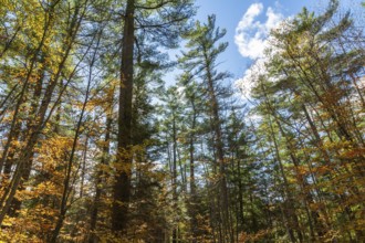 Forest of semi silhouetted Acer - Maple and Pinus - Pine trees in autumn, Quebec, Canada