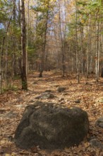 Large rock blocking hiking trail covered with fallen leaves through forest of mixed deciduous and