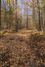 Hiking trail covered with fallen leaves and rocks through forest of mixed Betula - Birch and Acer -