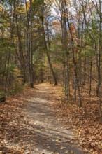 Compacted dirt hiking path through forest of mixed deciduous and evergreen trees in autumn, Quebec,