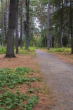 Petasites fragrans - Winter Heliotrope next to gravel path through forest of mixed deciduous and