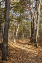 Compacted dirt walking path through forest of mixed deciduous and coniferous trees bathed in