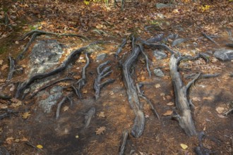 Close-up of exposed Pinus resinosa - Red Pine tree roots system and rocks plus fallen pine needles