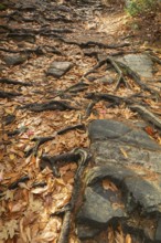 Close-up of exposed Pinus resinosa - Red Pine tree roots system and rocks plus fallen pine needles