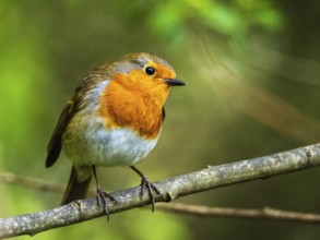 European Robinin in his environment. His Latin name is Erithacus rubecula