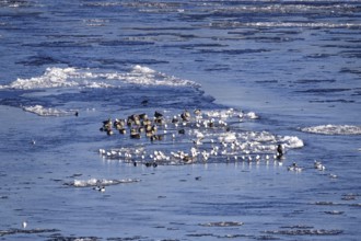 Elbe with ice floes, birds, winter, Dresden, Saxony, Germany