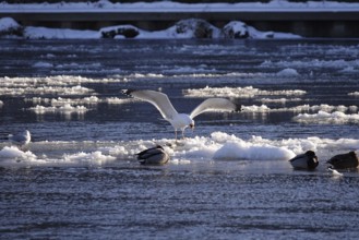 Elbe with ice floes, seagull, winter, Dresden, Saxony, Germany