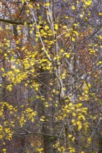 Autumn leaves in the wind on a tree, long exposure, Germany