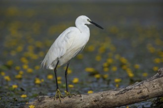 Little Egret (Egretta garzetta) Hungary