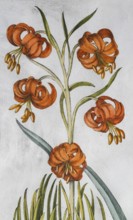 Blossoms, turban lily (Lilium pomponium), hand-coloured copperplate engraving from the Hortus