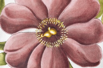 Flower, large-leaved peony (Peonia Mascula), hand-coloured copperplate engraving from the Hortus