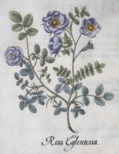Wine rose (Rosa Rubiginosa), hand-coloured copperplate engraving from the Hortus Eystettensis,