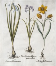 Summer knot flower (Leucojum Aestivum), narcissus with ash-white flowers (Narcissus Papyraceus) and