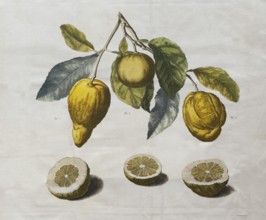 Depiction of various citrus fruits, lemons, cut open and hanging on branches, hand-colored copper