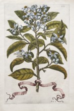 Blooming lemon branch, blossom, lemon tree, citrus fruit, hand-colored copper engraving from