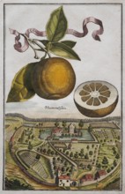 Orange on a branch, cut citrus fruit, baroque garden, landscape near Hummelstein, orangery culture,