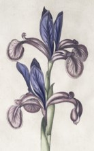 Siberian heavy lily (Iris Sibirica), hand-coloured copperplate engraving from the Hortus