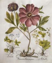 Flower, large-leaved peony (Peonia Mascula), forest sanicle (Sanicula Europaea) and lady's mantle