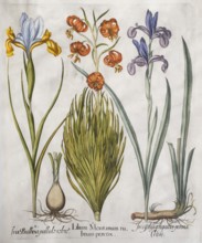 Siberian iris (Iris xiphium), turban lily (Lilium pomponium) and Siberian iris (Iris sibirica),