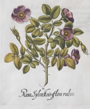 Dark pink dog rose (Rosa canina), hand-coloured copperplate engraving from the Hortus Eystettensis,