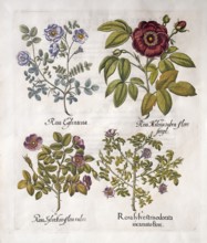 Wine rose (Rosa Rubiginosa), red vinegar rose (Rosa Gallica), dark pink dog rose (Rosa Canina),