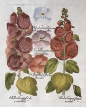 Dark purple hollyhock with double flowers (Alcea Rosea), flower white hollyhock (Alcea Rosea), pink