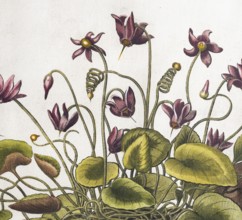Cyclamen hederifolium (Cyclamen Hederifolium), hand-coloured copperplate engraving from the Hortus