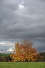 Tree in autumn colours, rain clouds (Nimbostratus), Neunhof near Lauf, Middle Franconia, Bavaria,