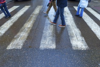 Zebra pen with pedestrians moving, Krakow, Poland