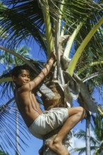 Boy on a coconut tree, Tavewa Island, Yasawa Islands, Fiji