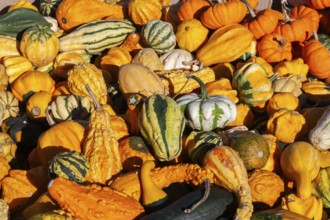 Close-up of freshly harvested mixed Cucurbita spp. 'Ornamental' - Gourds including pumpkins and
